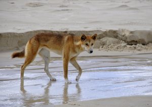 Pies dingo