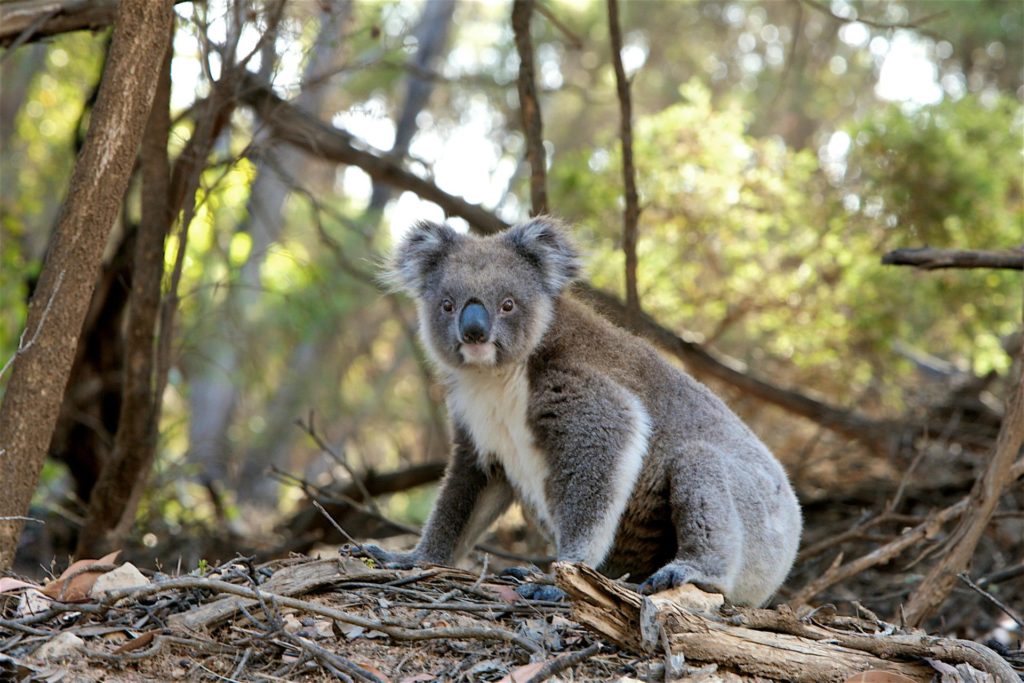 koala-study-abroad-australia